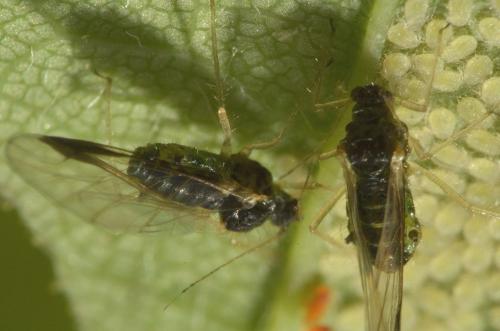 Réf. 196 207 : Periphyllus acericola